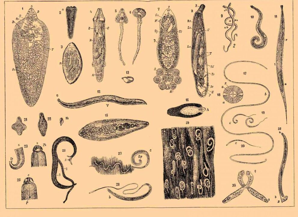 tipi di parassiti che vivono nel corpo umano