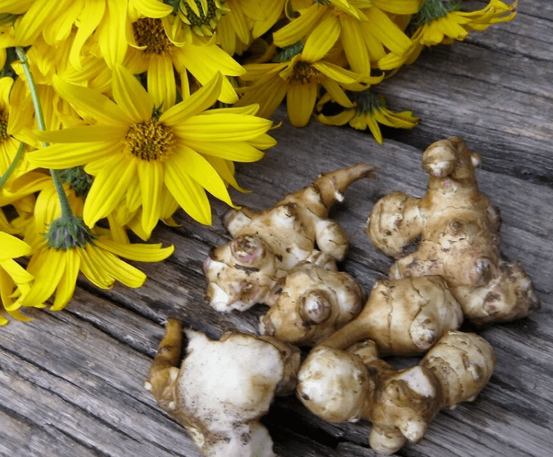 Topinambur per preparare succhi appena spremuti contro i parassiti
