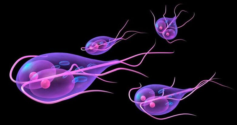 Giardia, che vive nell'intestino tenue umano