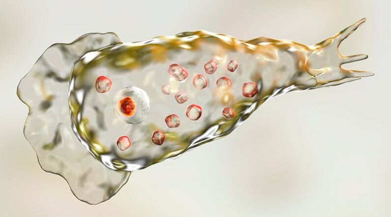 L'ameba Naegleria fowlera - vive nel cervello umano ed è un parassita mortale