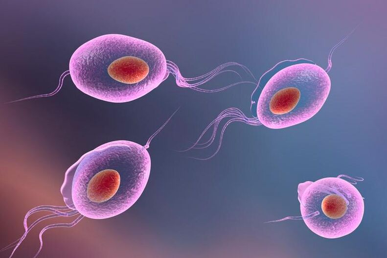 Parassita Trichomonas - vive nel sistema genito-urinario umano