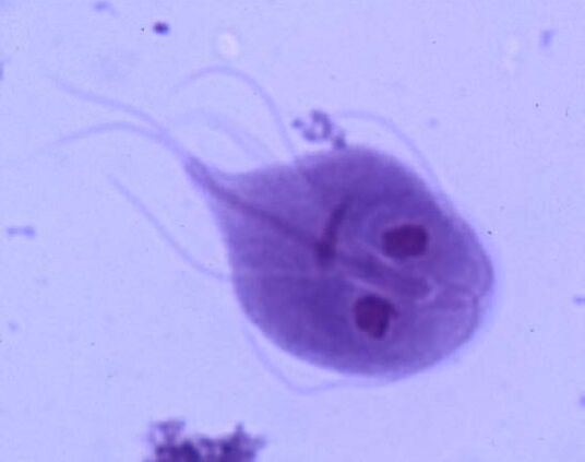 Giardia dal corpo umano